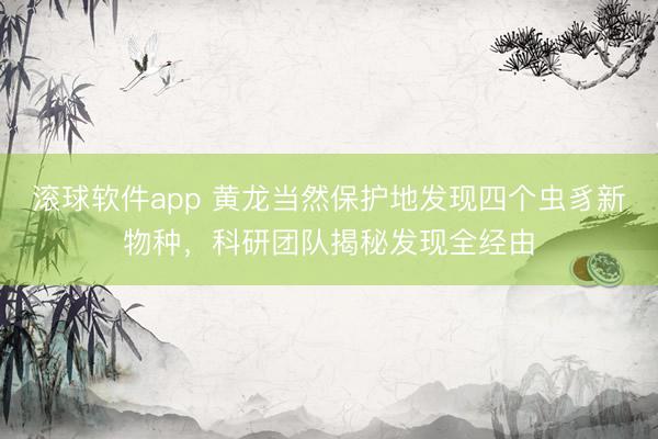 滚球软件app 黄龙当然保护地发现四个虫豸新物种，科研团队揭秘发现全经由
